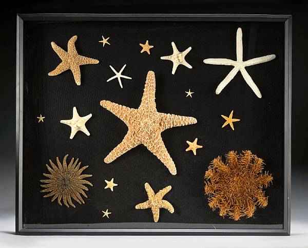 Appraisal: Collection of Seventeen Starfish A beautiful and varied collection of