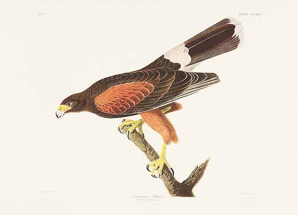 Appraisal: After John James Audubon American - a group of seven