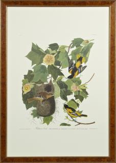 Appraisal: John James Audubon - Baltimore Oriole No Plate Amsterdam edition