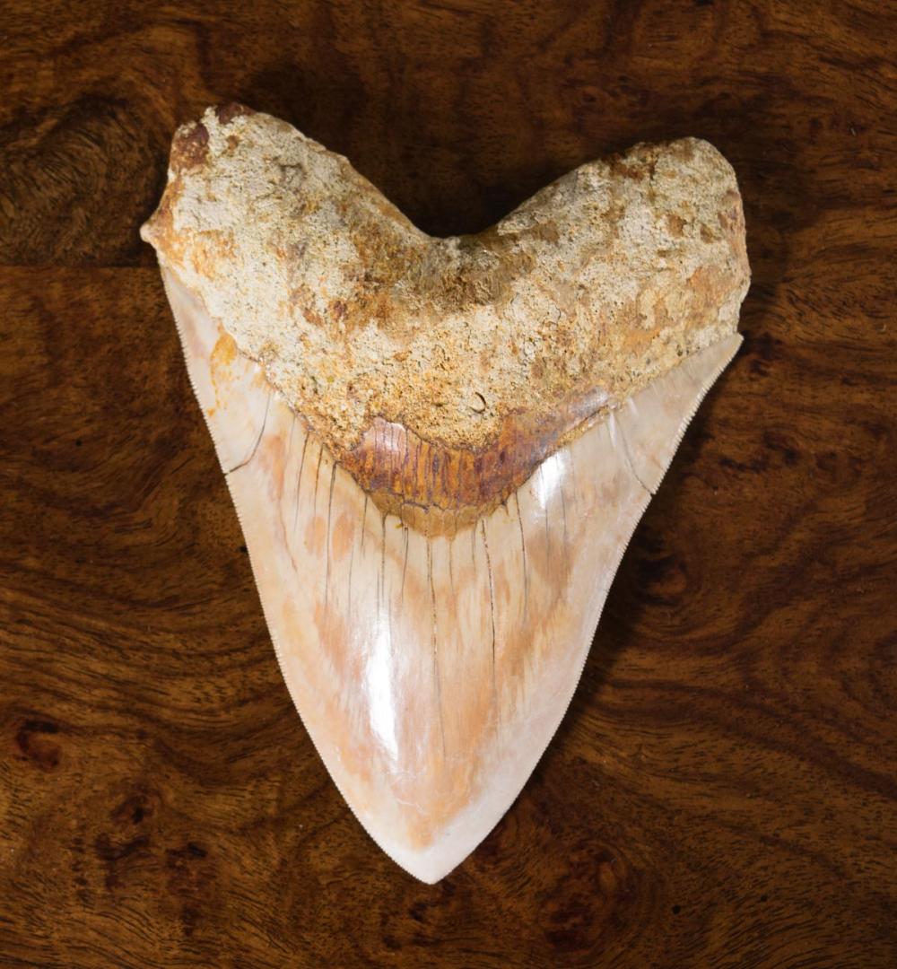 Appraisal: A LARGE MEGALODON TOOTH Carcharocles megalodon middle Miocene to early