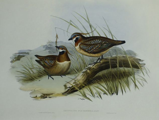 Appraisal: Plumed Partridge Bronze-wing Geophaps Plumifera