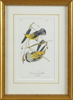 Appraisal: John James Audubon - Prothonotary Swamp Warbler No Plate th