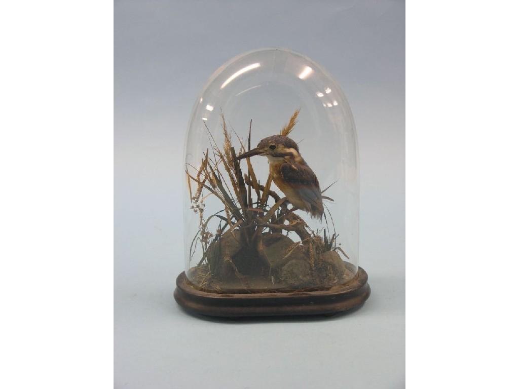 Appraisal: A stuffed kingfisher mounted upon vegetation under glass dome dome