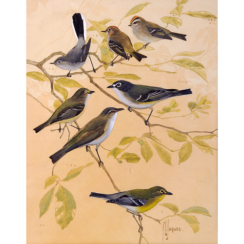 Appraisal: Francis Lee Jaques American - Various Birds watercolor on paper