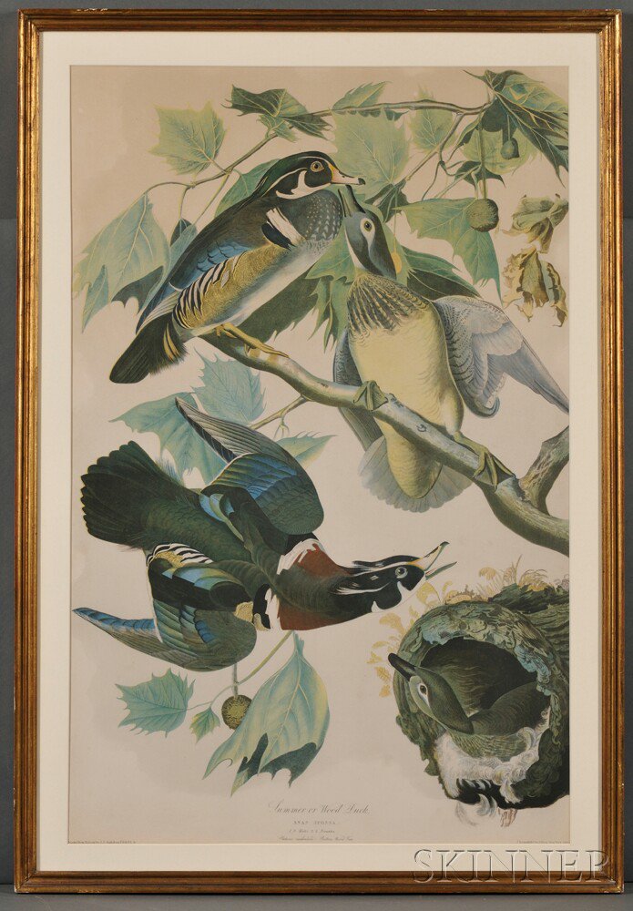 Appraisal: Audubon John James - Summer or Wood Duck from The