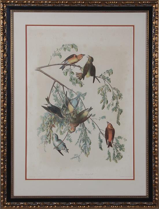 Appraisal: John James Audubon after New York - COMMON CROSSBILL Bien