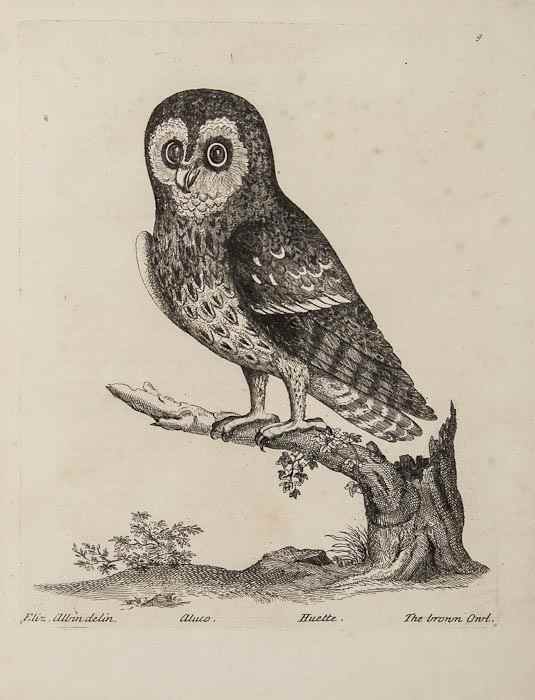 Appraisal: Albin Eleazar Histoire Naturelle des Oiseaux vol engraved plates occasional