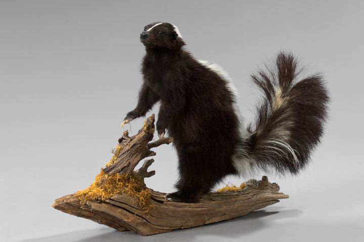 Appraisal: Good Taxidermy Figure of a Young Skunk depicted standing on