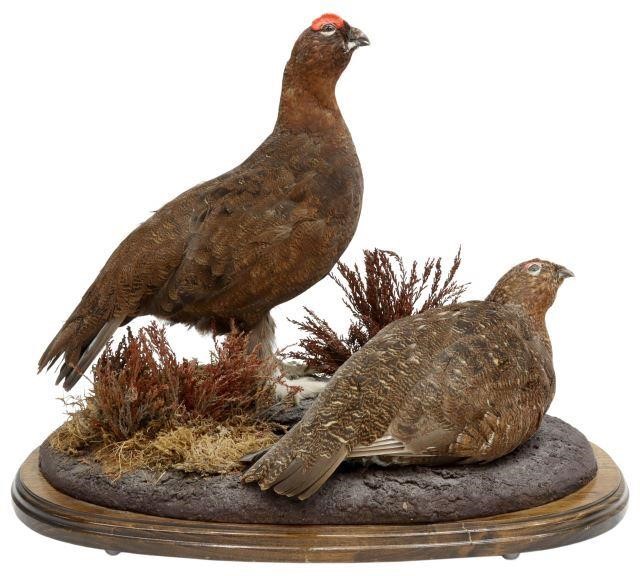 Appraisal: Taxidermy full body mount two red eared grouse on a