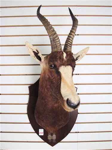 Appraisal: AFRICAN TROPHY TAXIDERMY MOUNT Blesbok damiliscus dorcas philipsi Egerton-Cradock District