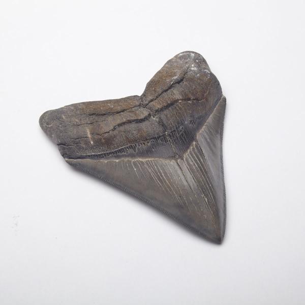 Appraisal: Large Fossillized Megalodon Tooth with sharp serrated edge glossy enamel