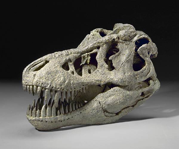 Appraisal: A -scale sculpture of a Tyrannosaurus rex skull evokes the