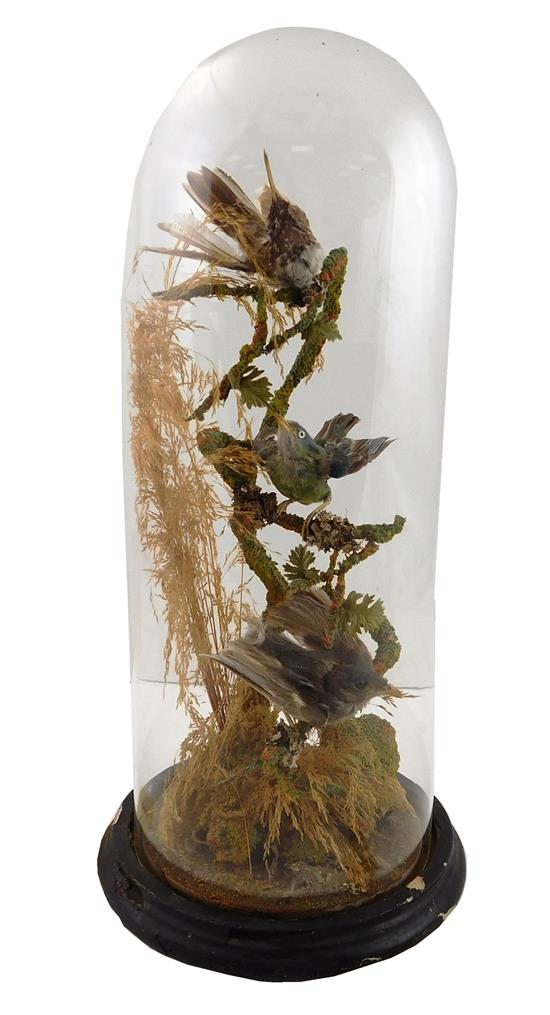 Appraisal: Victorian taxidermy arranged under glass dome three species of birds