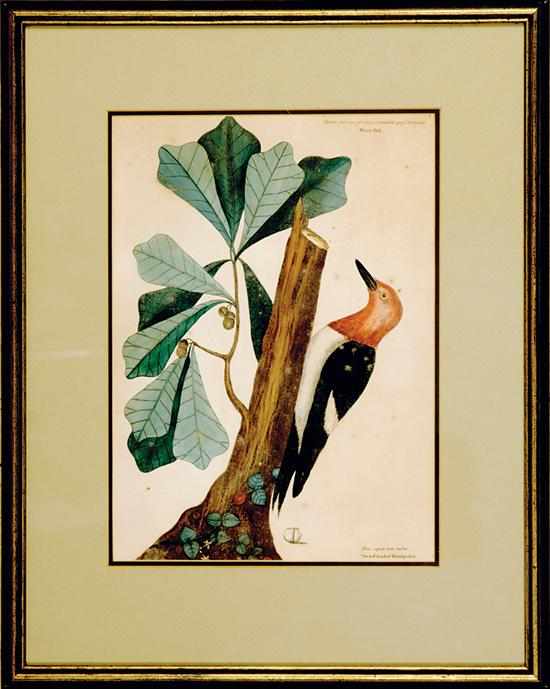 Appraisal: Mark Catesby British - TWO WORKS RED HEADED WOODPECKER and