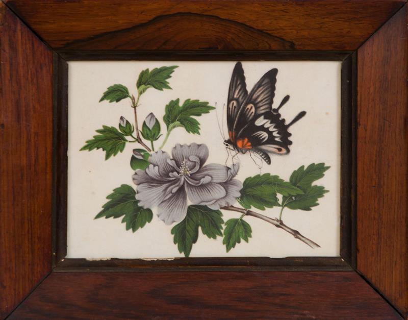 Appraisal: Chinese Export Painting of a Butterfly on a Flowering Branch