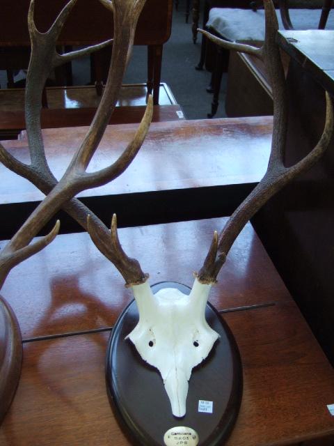 Appraisal: Four Spanish red deer antler trophies each set on a