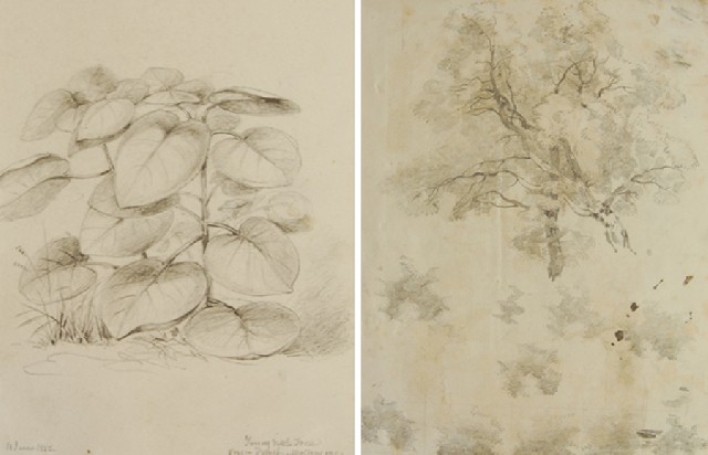 Appraisal: William Swainson British New Zealander - Pair of drawings of