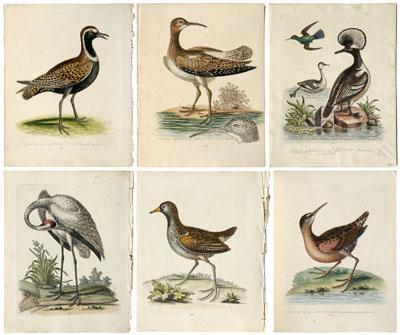 Appraisal: Six George Edwards prints - three from A Natural History