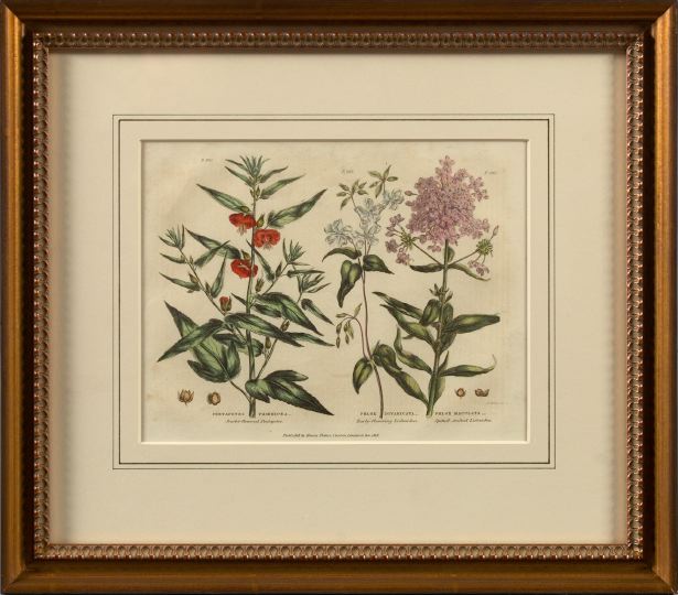 Appraisal: British School th Century Botanicals suite of four hand-colored engravings