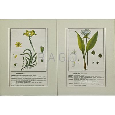 Appraisal: BOTANICAL PRINTS Approximately matted Staatl Oberschule fur Jungen Stadhagen stamp