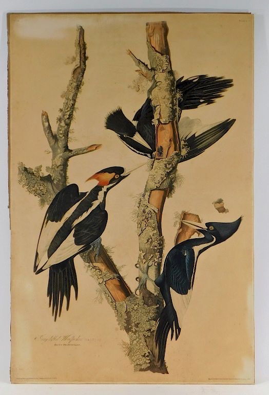 Appraisal: John James Audubon Ivory-Billed Woodpecker Etching John James Audubon Haiti