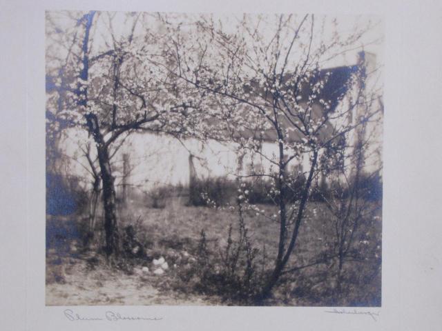 Appraisal: Frank Michael Hohenberger IN - Plum Blossoms signed lower right