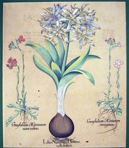 Appraisal: piece Hand-Colored Engraving Besler Basilius Lilio Narcissus Hemero '' -