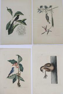 Appraisal: Mark Catesby British - Four prints The Pied-bill Dopchick T