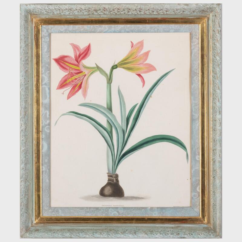 Appraisal: Robert Havell - Amaryllis Platypetala Engraving with hand-coloring on wove