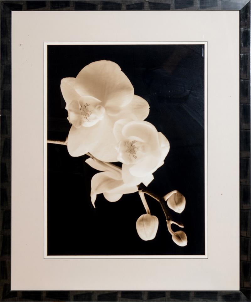 Appraisal: th Century School Orchid Black and white photograph x in