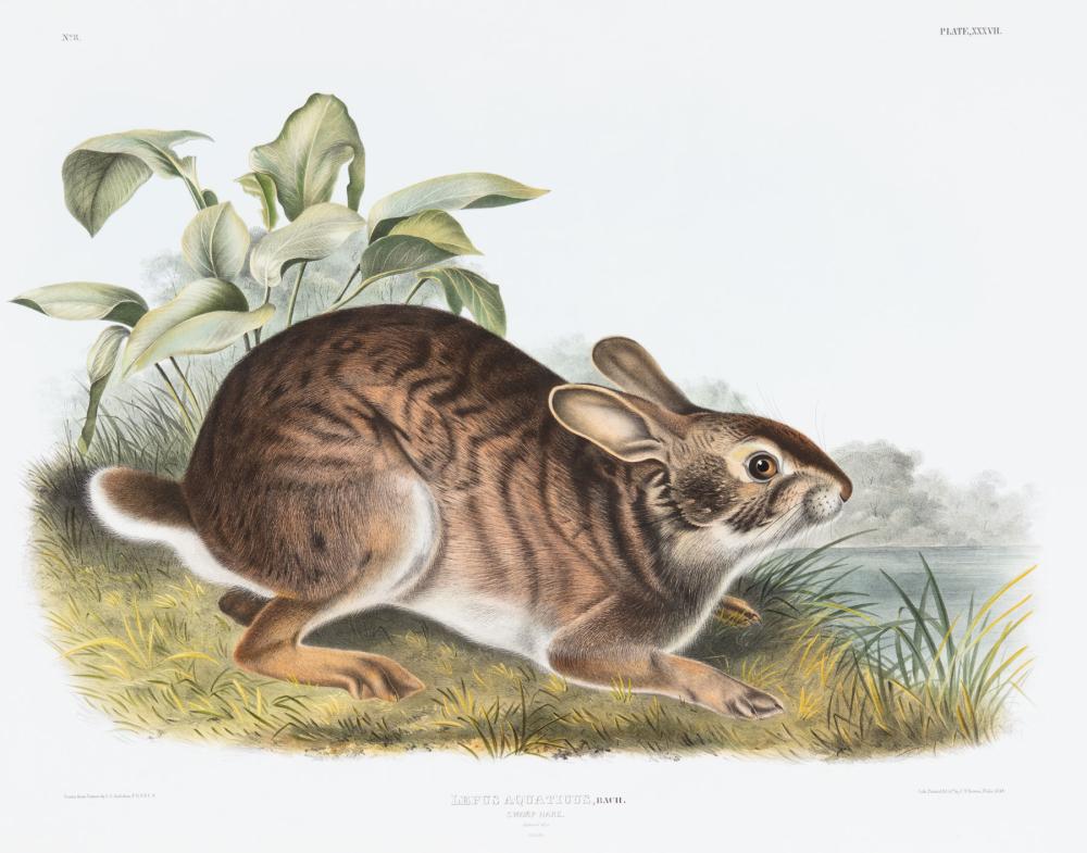 Appraisal: John James Audubon American - Swamp Hare Plate hand-colored lithograph