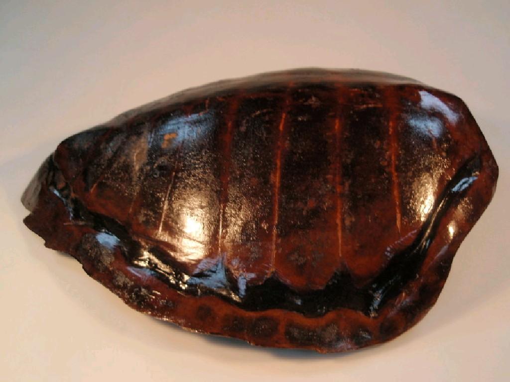 Appraisal: A turtle carapace cm