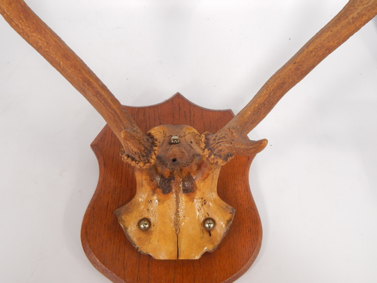 Appraisal: A pair of stag antlers oak shield mounted cm long