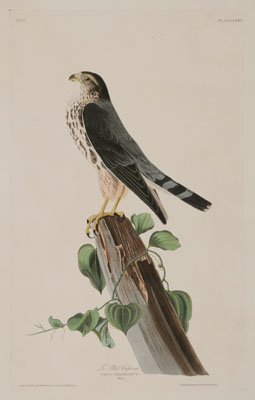 Appraisal: After John James Audubon New York - Le Petit Caporal