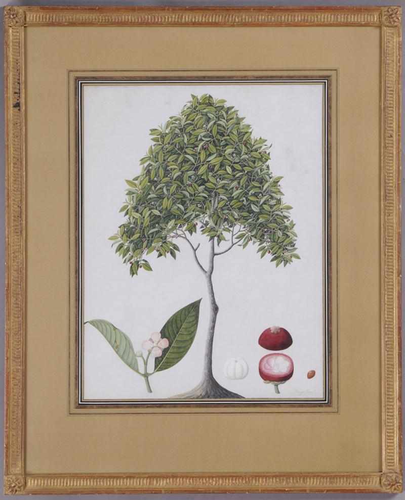 Appraisal: DUTCH SCHOOL TH C MANGOSTEEN BUDDING FRUIT TREE Watercolor and