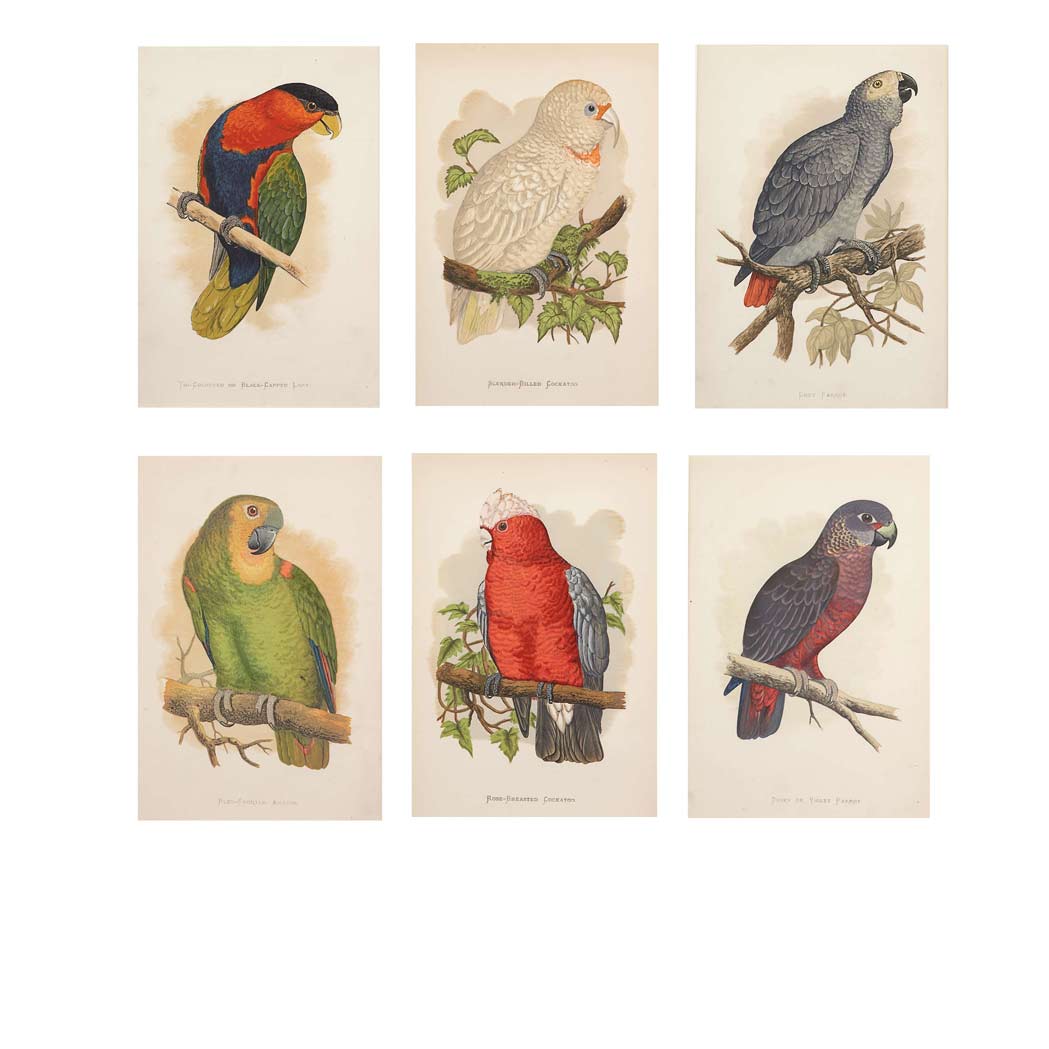 Appraisal: Alexander Francis Lydon - PARROT STUDIES Six hand-colored lithographs from