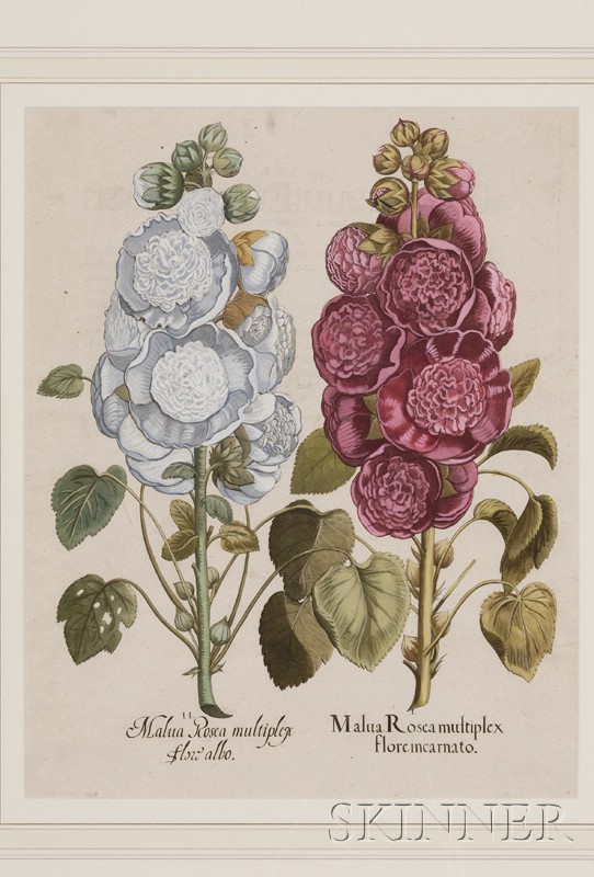 Appraisal: Botanical Besler Basilius - Malua Rosea Multiplex taken from the