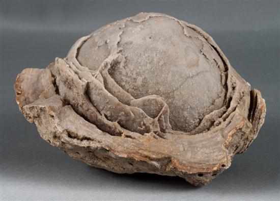 Appraisal: Fossilized dinosaur egg x in Estimate - Age appropriate wear