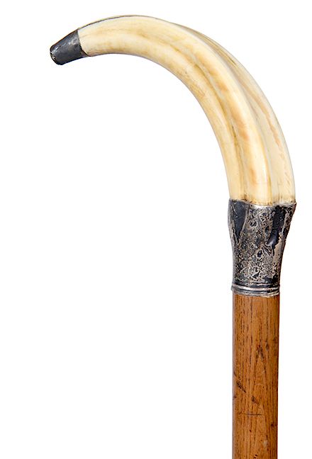 Appraisal: Wild Boar Trophy Cane- Ca - A large trophy boar