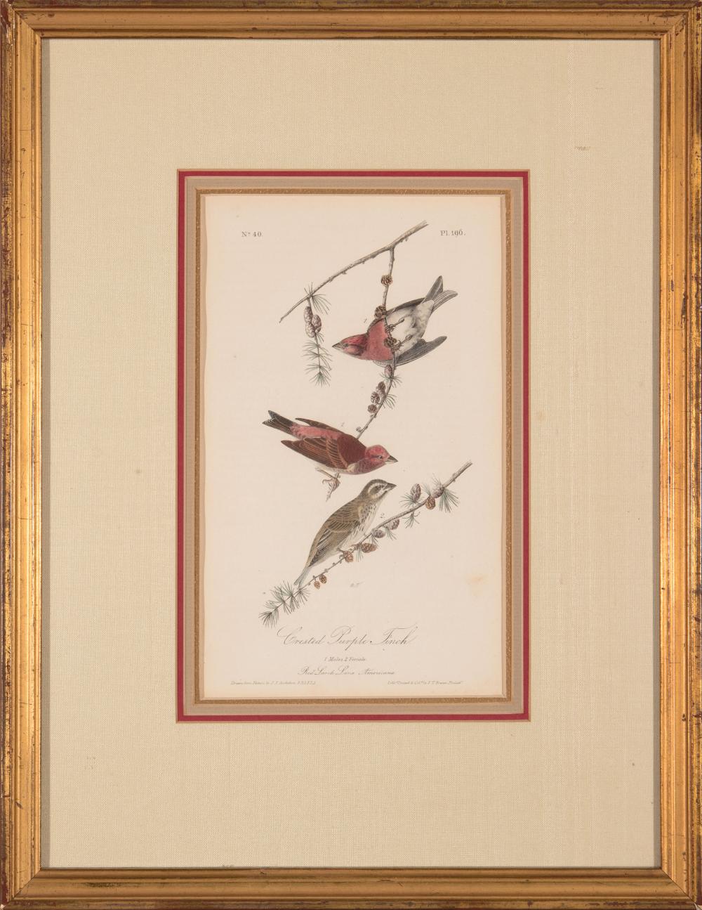 Appraisal: John James Audubon American - Crested Purple Finch Summer Red