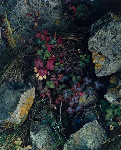 Appraisal: PORTER ELIOT - Portfolio entitled Intimate Landscapes With beautiful color