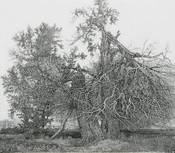 Appraisal: Stanislav Nikireyev Russian - Two trees Etching on paper Signed