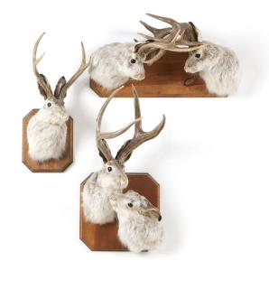 Appraisal: A group of mounted taxidermied jackalopes Late th century each