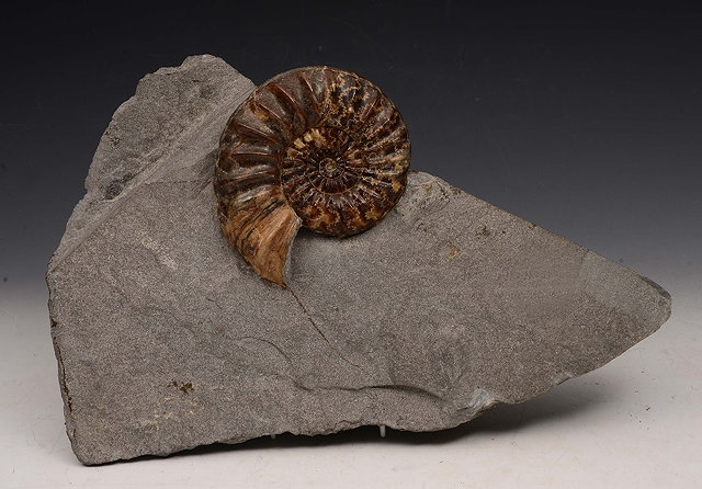 Appraisal: AN AMMONITE with marbled glaze within a piece of rock