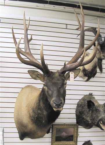 Appraisal: ROCKY MOUNTAIN TROPHY BULL ELK large head mount with horns