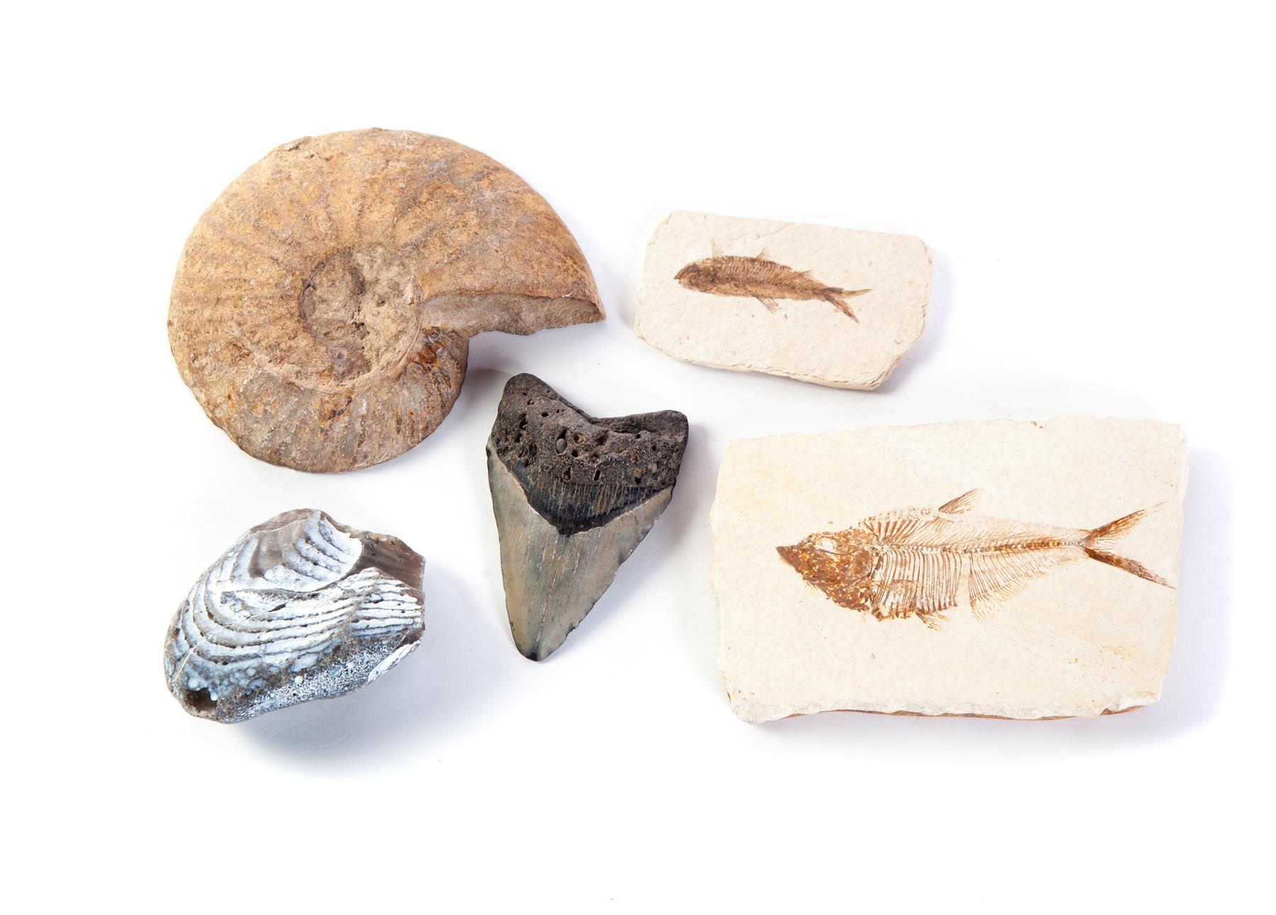 Appraisal: FIVE FOSSILS Two fish skeletons in shale l two shell