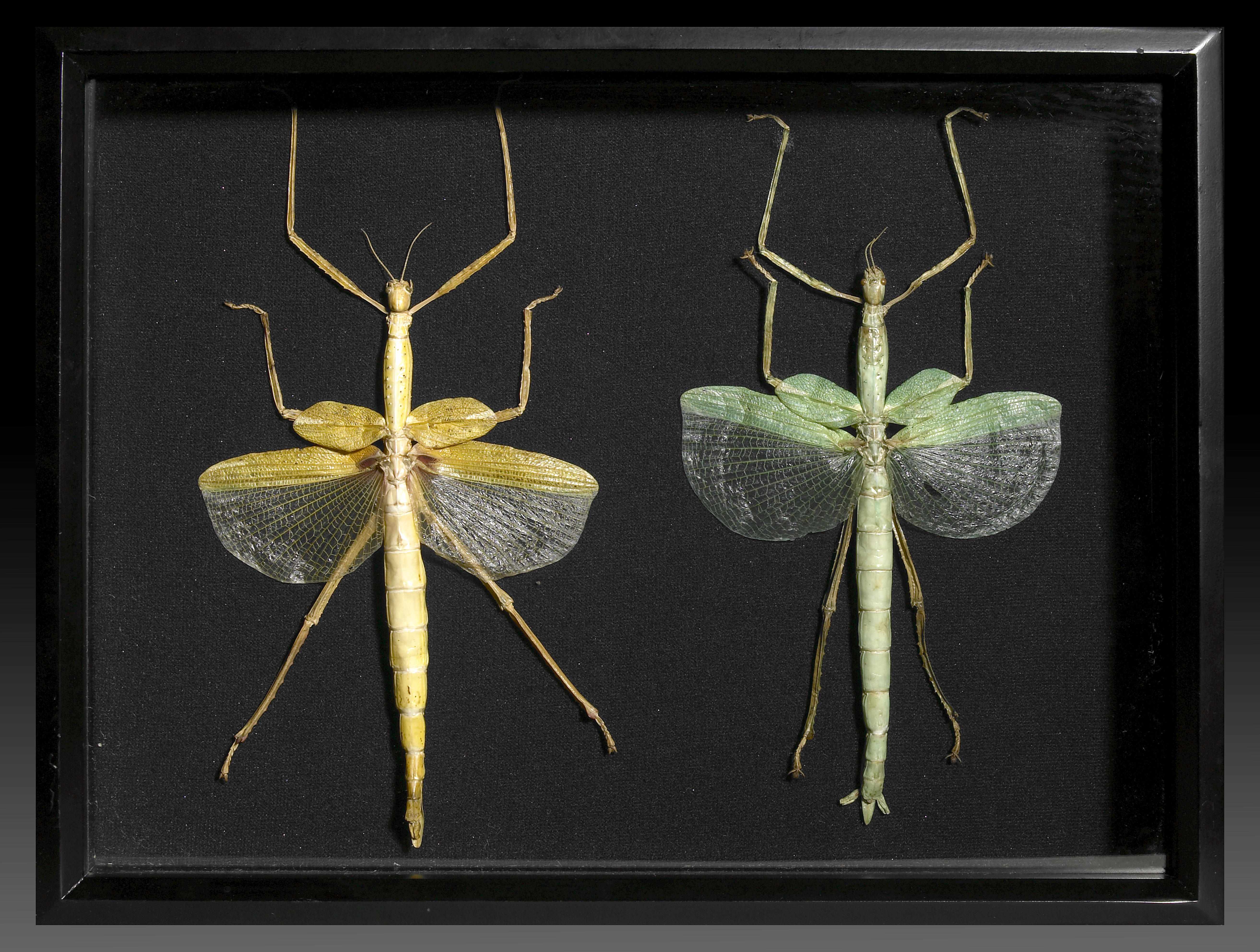 Appraisal: Giant Stick Bug Pair Eurycnema versirubraIndonesiaThe Phasmatodea are an order