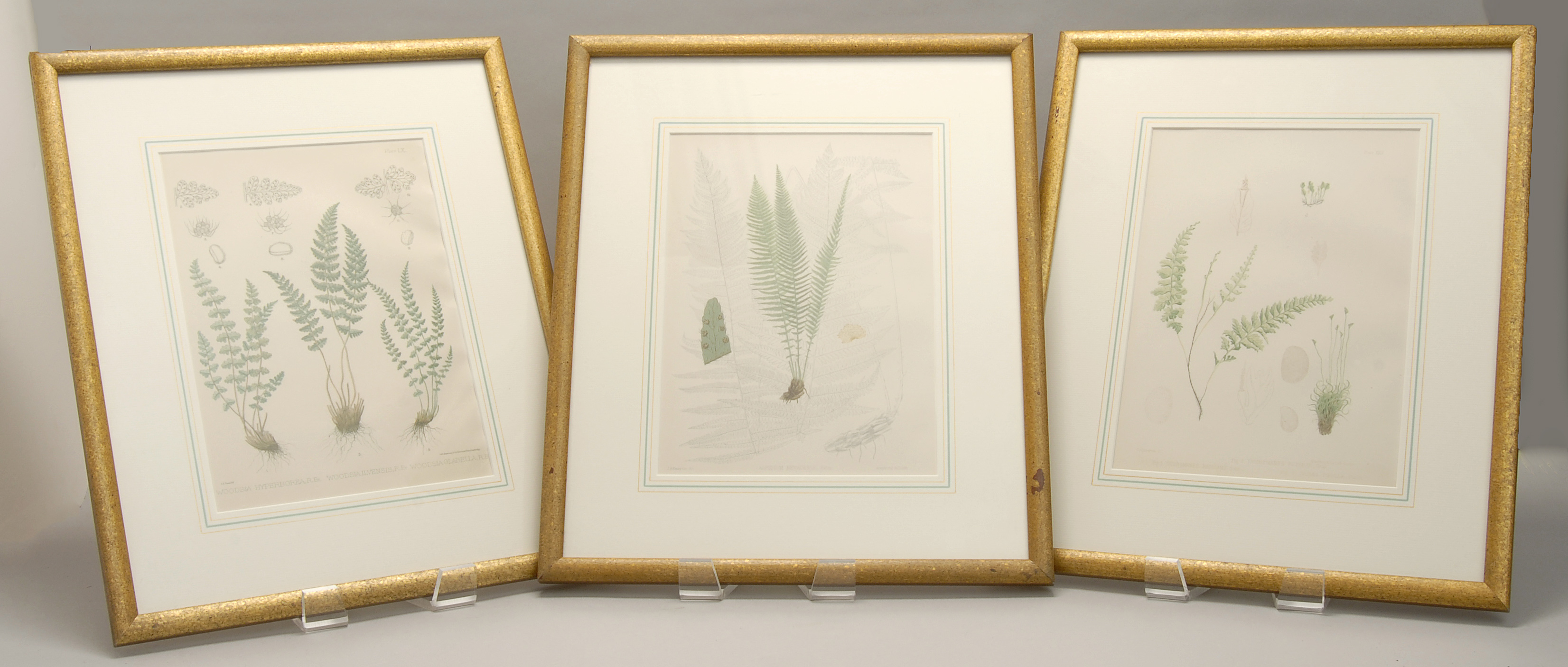 Appraisal: SET OF THREE FRAMED BOTANICAL PRINTS by J H Emerton