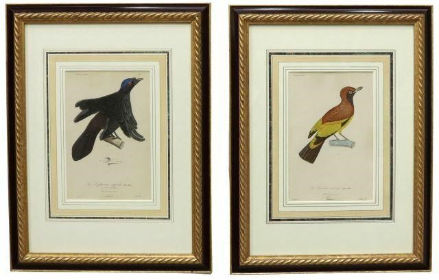 Appraisal: lot of Framed hand-colored ornithology engravings on paper after Jean