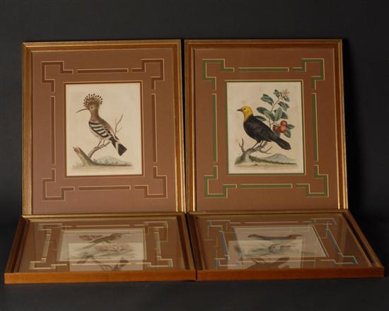 Appraisal: George Edwards th C English Four Ornithological Prints hand colored